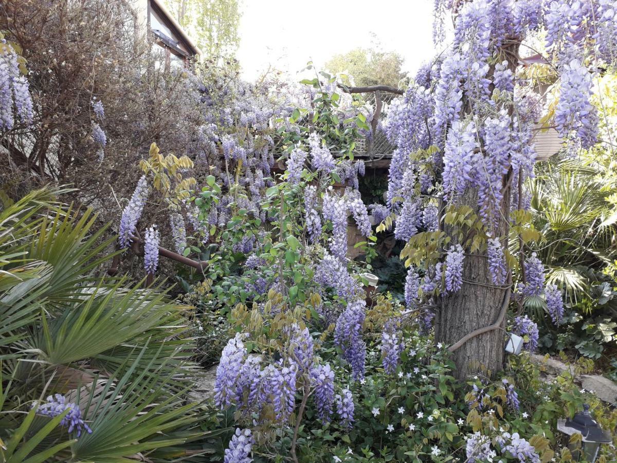 Jardin et bambous, studio cosy, classé Marseillan  Exterior foto